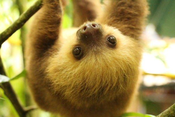 День ленивца (International Sloth Day)