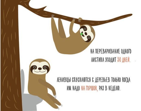 День ленивца 20 октября