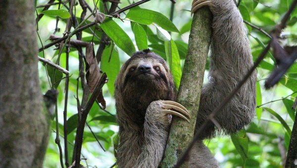 Зубы ленивца