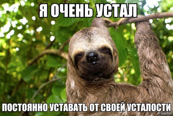 Ленивец в корзинке