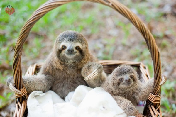 Двупалый Ленивец