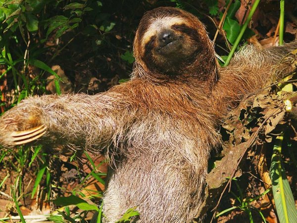 Лапки ленивца