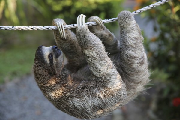 Самка ленивца