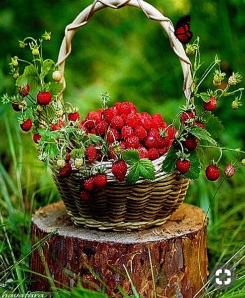 Лето ягоды цветы