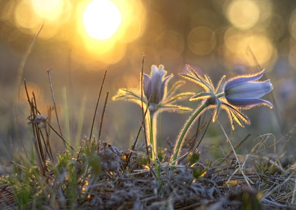 Весеннее солнце