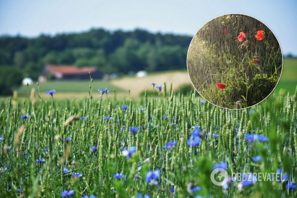 Федорин день приметы