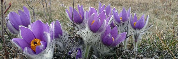 Сщмч Дорофей