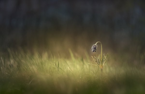 Дорофеев день народный праздник