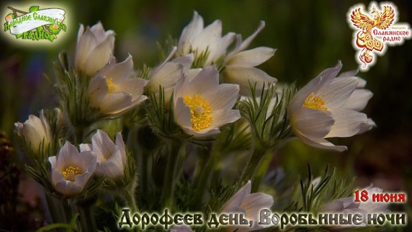 Дорофеев день 18 июня
