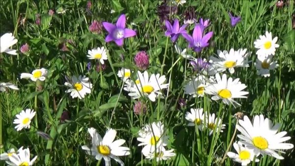 18 Июня картинки