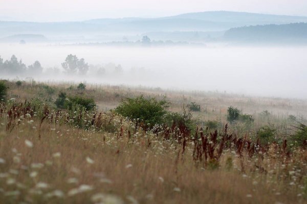 Цветок Дорофея