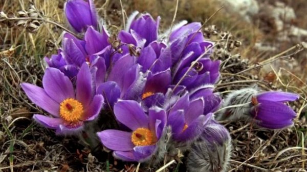 Viscaria vulgaris сон трава