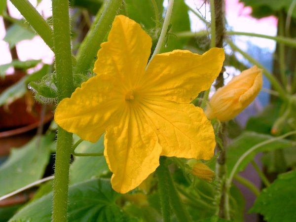 Иван долгий народный праздник