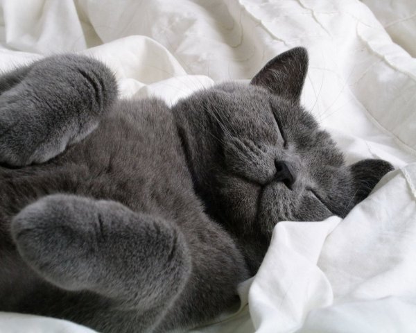 Кошка сопит