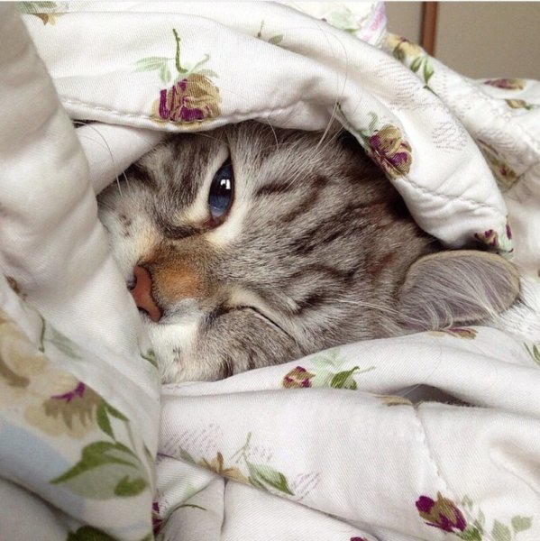 Сонный котик