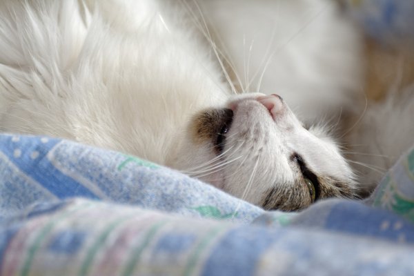 Пушистый котик заспанный