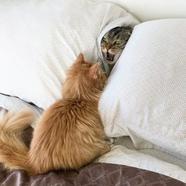 Забавные утренние коты