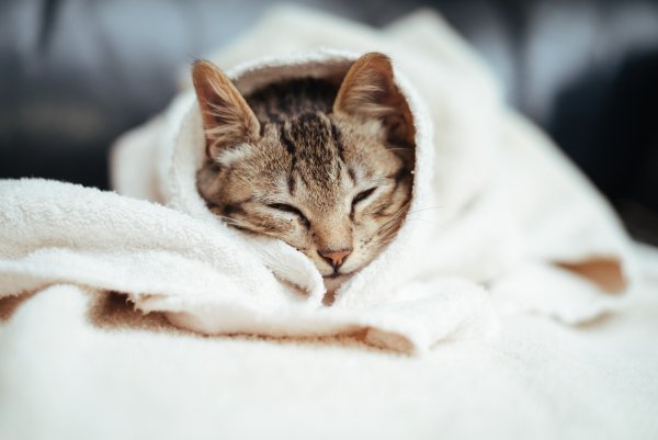 Кошечка под одеялом