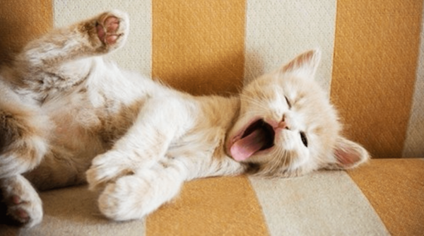 Просыпайся котенок