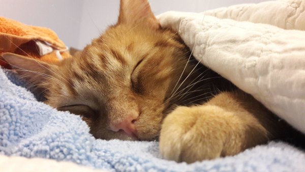 Кот спит