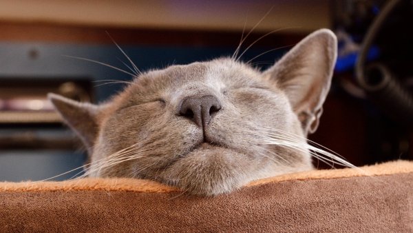 Спящий кот смешной