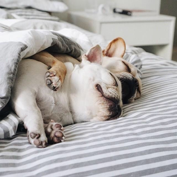 Спящие собачки