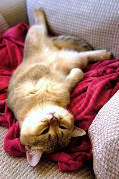 Сонный котик