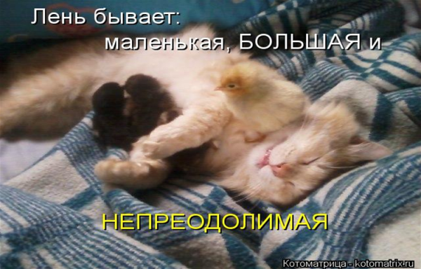 День лени приколы