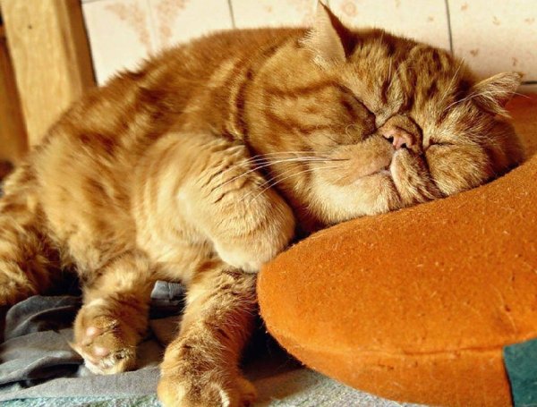 День русской лени 15 июля