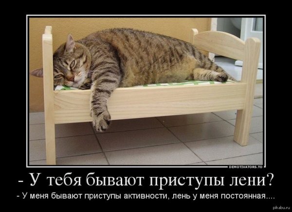 Ленивый тюлень