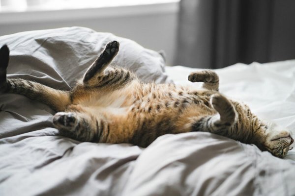 Карикатура на русскую лень