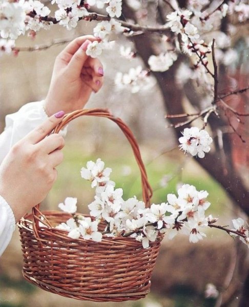 Художница-иллюстратор Cinzia Bolognesi