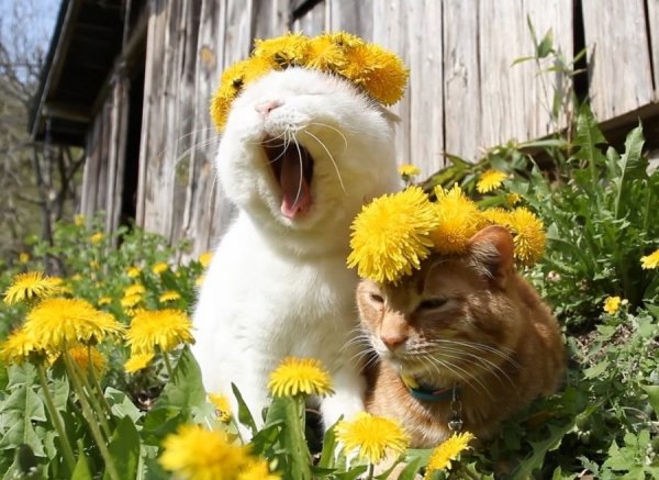 Позитивные картиночки для настроения