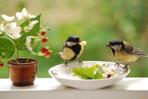 Утро птички