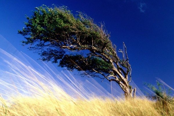 Сильный ветер