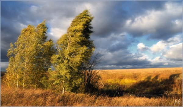 Ветер в лесу