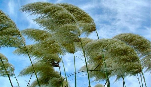 Явления природы ветер