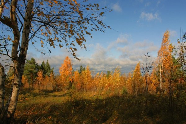 Ветреный лес