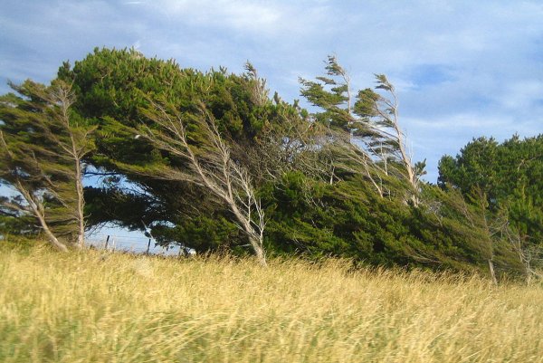 Ветер в лесу