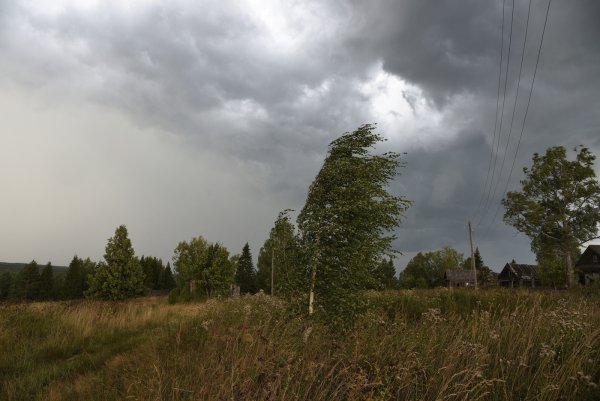 Ветреный летний день