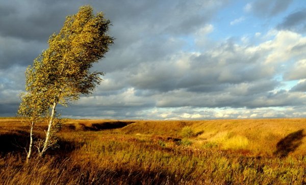 Береза на ветру