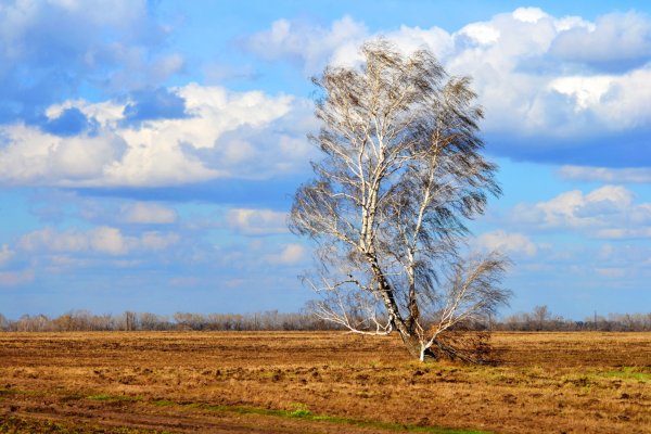 Одинокая береза