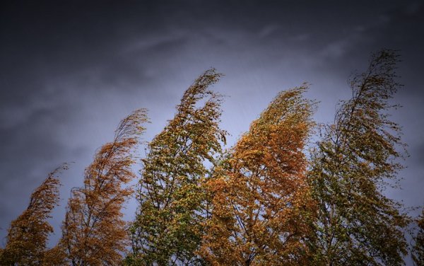 Осенний ветер