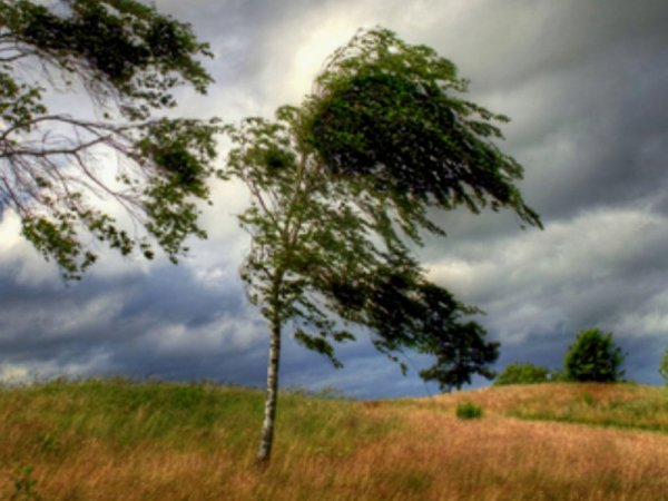 Сильный ветер деревья гнутся