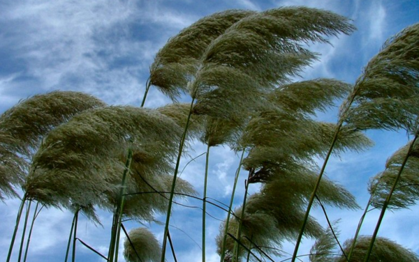 Природа ветер