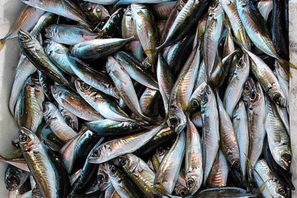 Сезон корюшки в Санкт-Петербурге