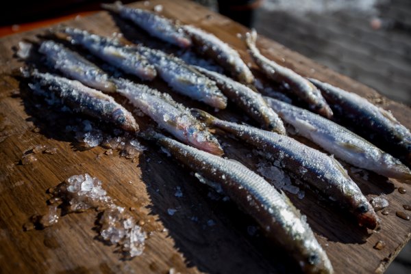 Барабуля и корюшка