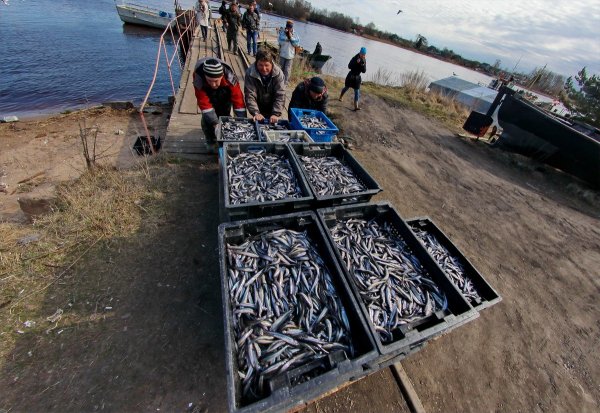 Корюшка СПБ