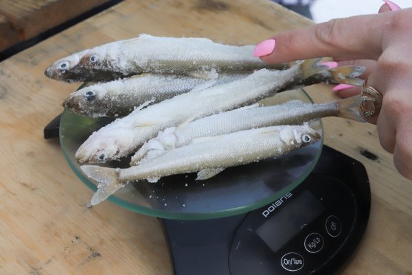 Корюшка Питер