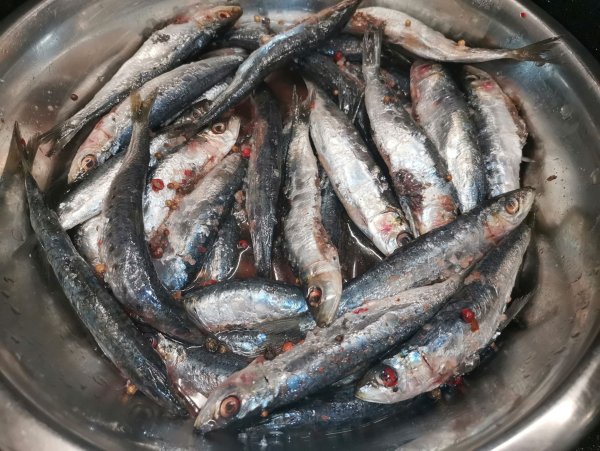 Корюшка Анчоусная